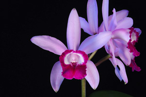 Cattleya intermedia var. orlata